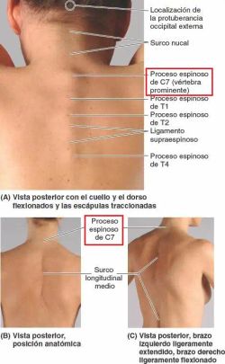 Ortesis Spinomed ®